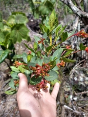 Palicourea officinalis