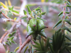 Diosma oppositifolia