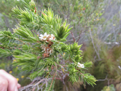 Diosma oppositifolia