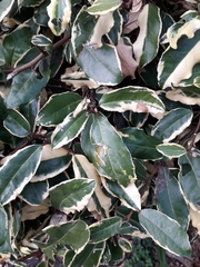 Elaeagnaceae