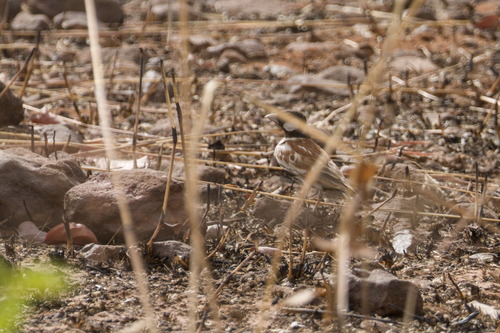Chestnut-backed Sparrow-Lark (Eremopterix leucotis), photo 8