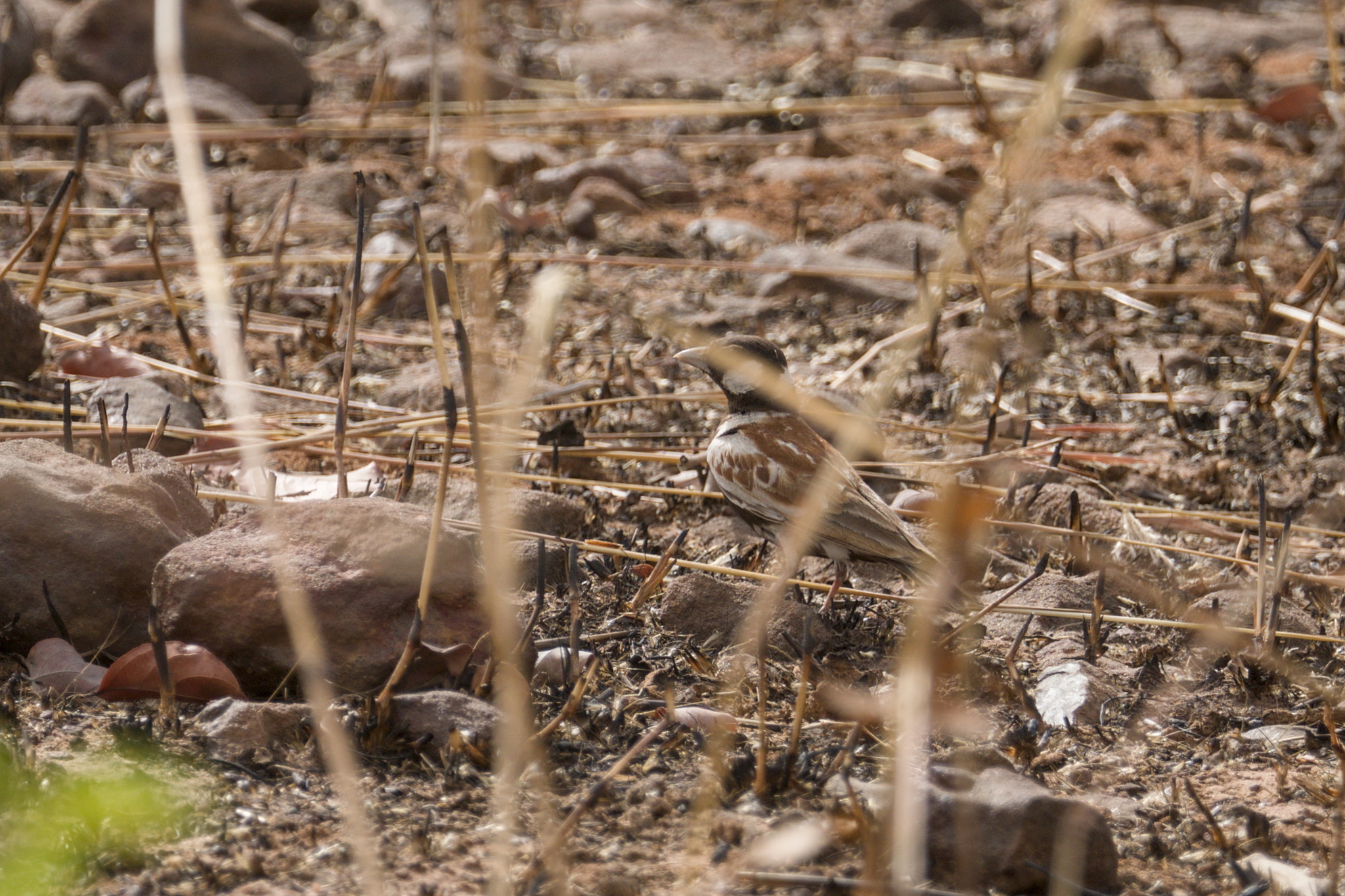 Chestnut-backed Sparrow-Lark (Eremopterix leucotis), photo 10