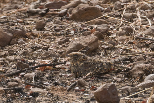 Standard-winged Nightjar (Caprimulgus longipennis)
