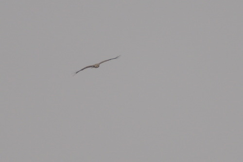 Wahlberg's Eagle (Hieraaetus wahlbergi), photo 8