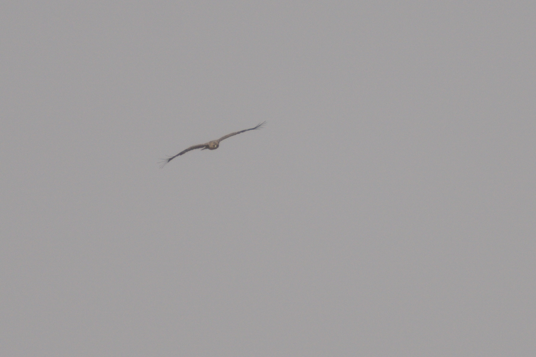 Wahlberg's Eagle (Hieraaetus wahlbergi), photo 8