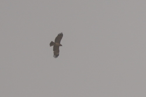 Wahlberg's Eagle (Hieraaetus wahlbergi), photo 7