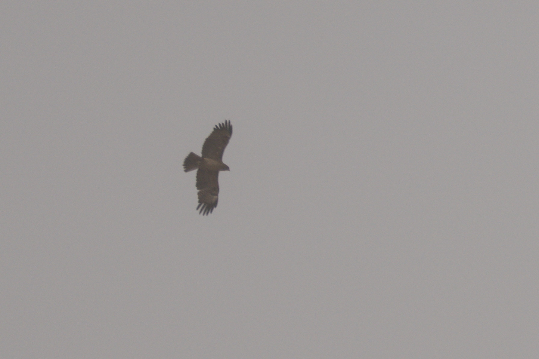Wahlberg's Eagle (Hieraaetus wahlbergi), photo 7
