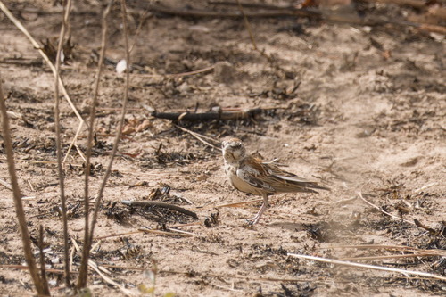 Chestnut-backed Sparrow-Lark (Eremopterix leucotis), photo 2