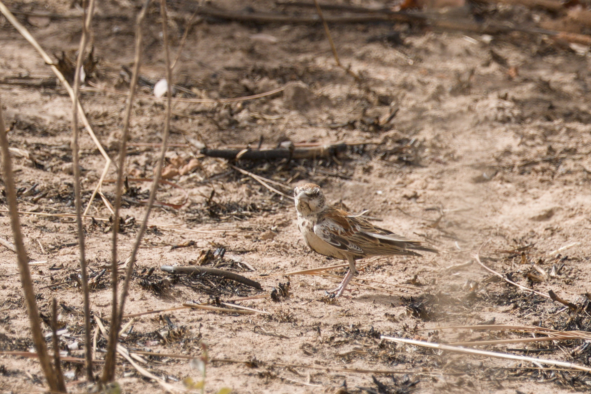 Chestnut-backed Sparrow-Lark (Eremopterix leucotis), photo 2