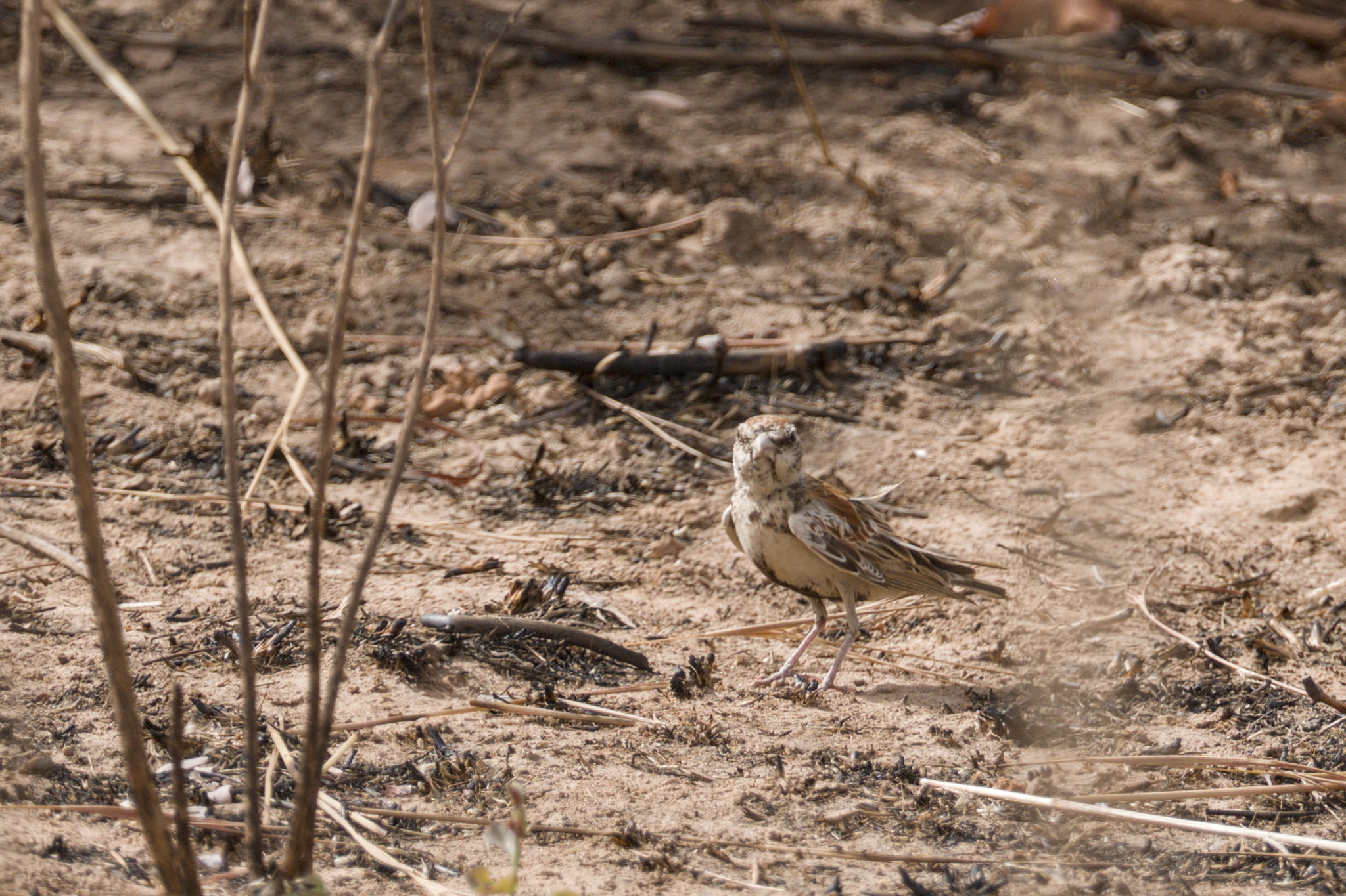 Chestnut-backed Sparrow-Lark (Eremopterix leucotis), photo 1