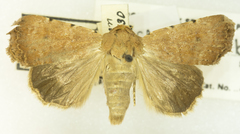 Abagrotis barnesi