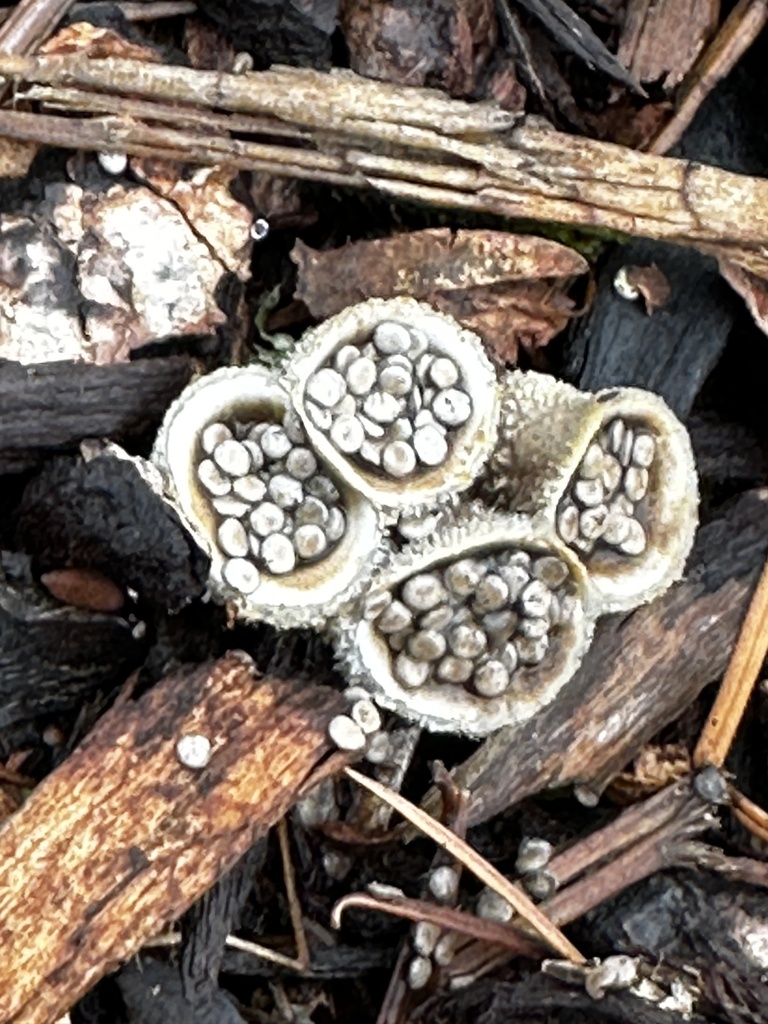 Nidula candida · February 2026 · photo: © molfamily (iNaturalist, cc-by)