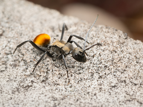 Polyrhachis uncariaPolyrhachis uncaria