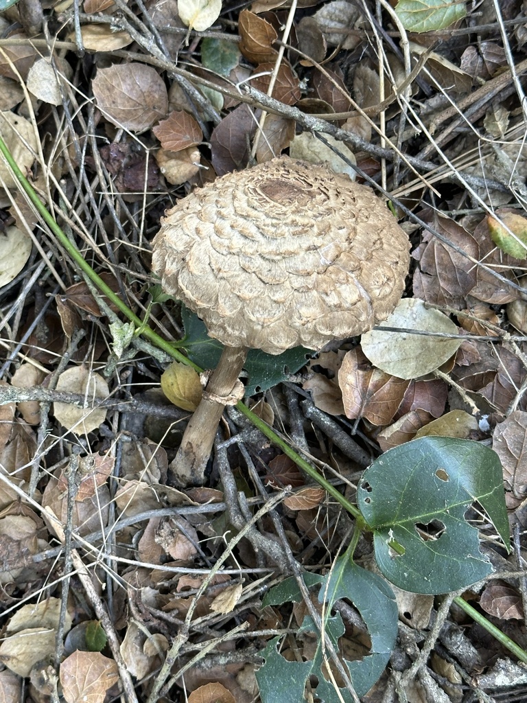 Chlorophyllum olivieri