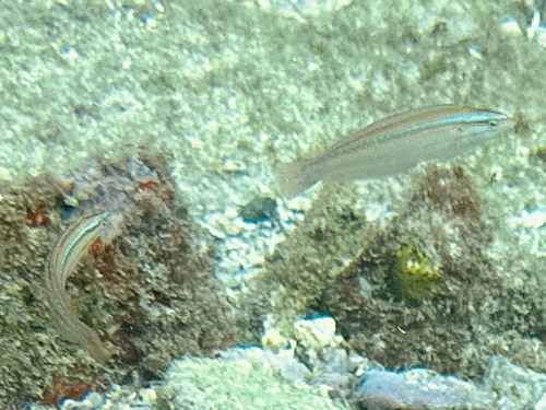 Coris atlantica