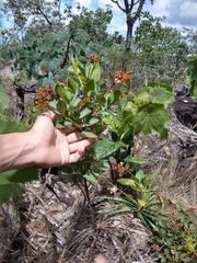 Palicourea officinalis