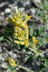 Astragalus albicaulis