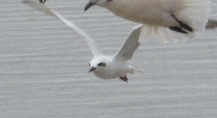 Snowy-crowned Tern (Sterna trudeaui), photo 4