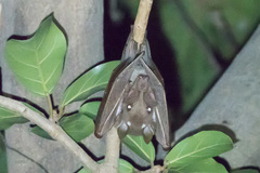 Epomophorus gambianus image