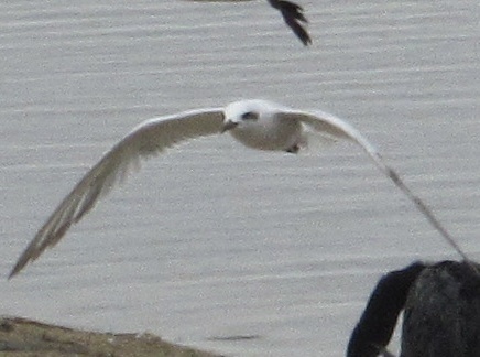 Snowy-crowned Tern (Sterna trudeaui), photo 5