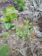 Palicourea officinalis