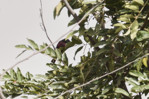 Scarlet-chested Sunbird (Chalcomitra senegalensis)