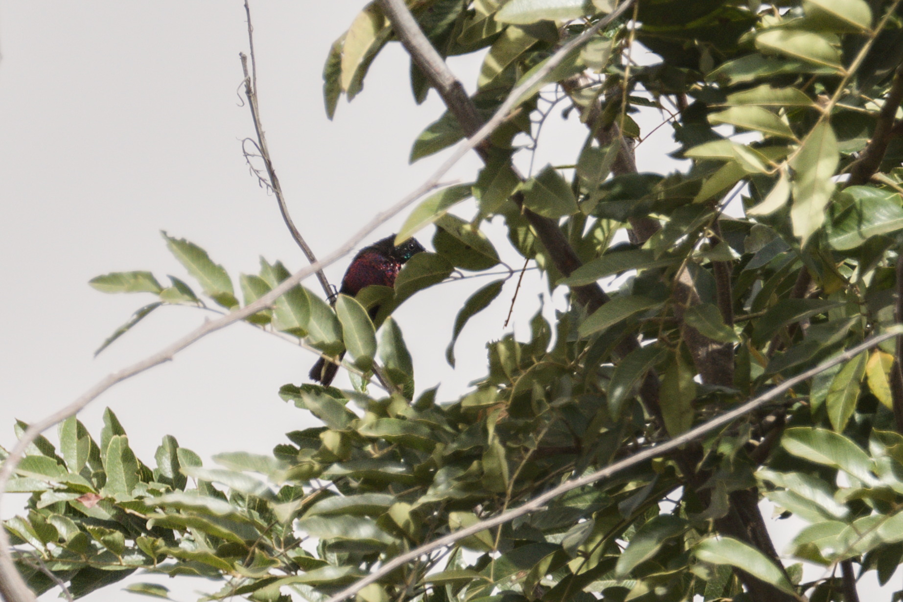 Scarlet-chested Sunbird (Chalcomitra senegalensis), photo 1