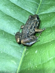 Adenomera hylaedactyla