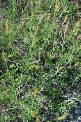 Astragalus albicaulis