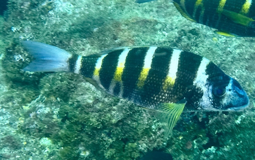 Gebande zeekarper (Diplodus fasciatus) — Sparidae