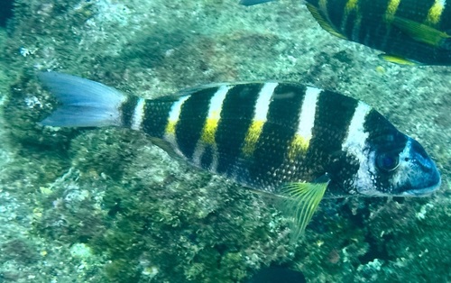 Banded seabream (Diplodus fasciatus) — Sparidae