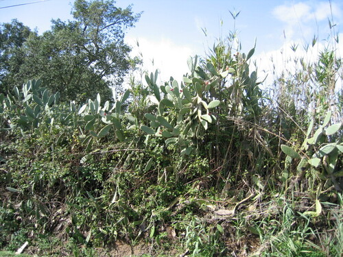 Opuntia ficus-indica