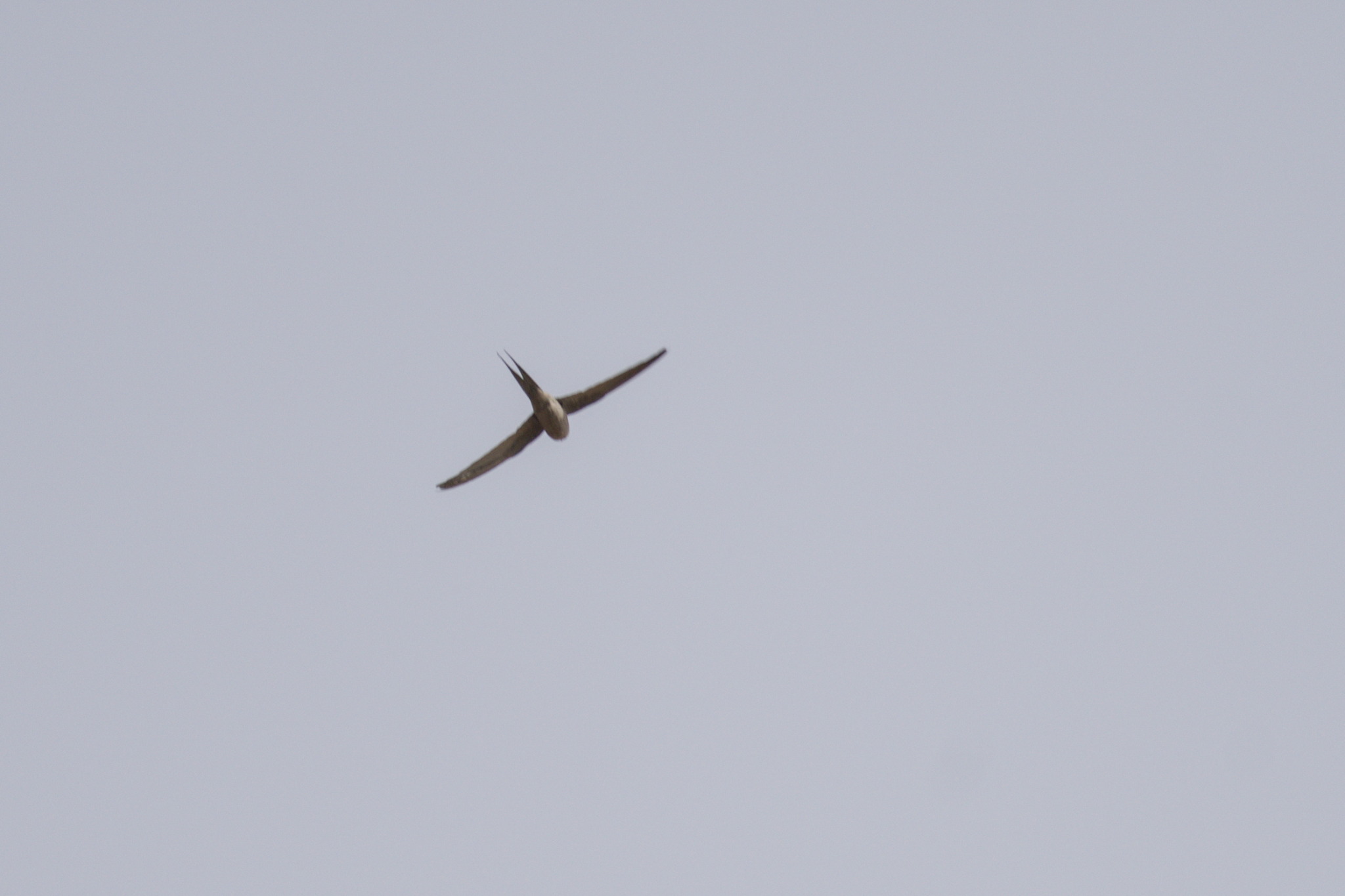 African Palm Swift (Cypsiurus parvus), photo 2