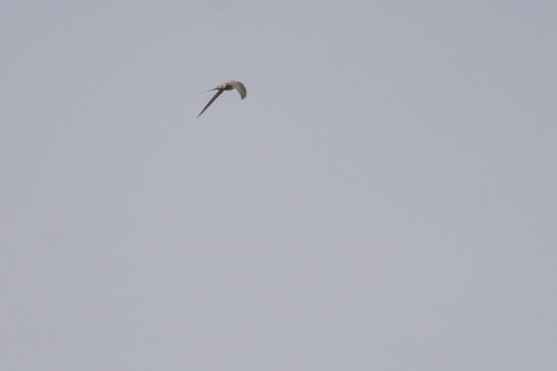 African Palm Swift (Cypsiurus parvus), photo 6
