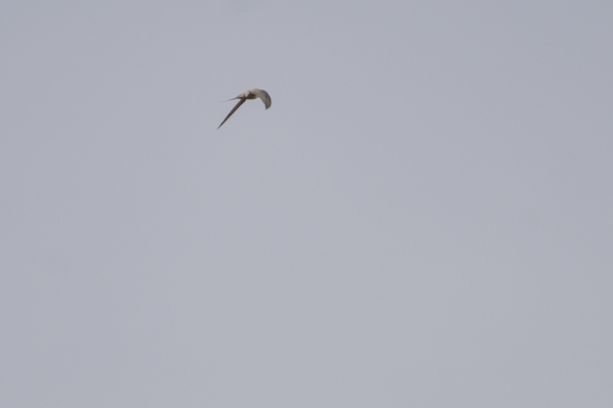 African Palm Swift (Cypsiurus parvus), photo 6