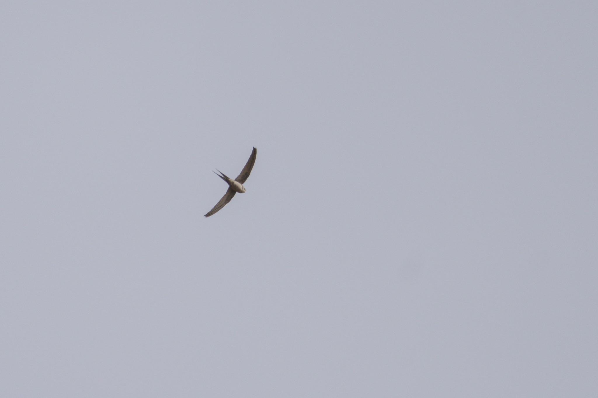 African Palm Swift (Cypsiurus parvus), photo 1