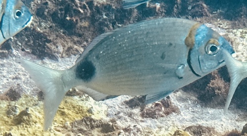 Cape Verde seabream (Diplodus prayensis) — Sparidae — 4