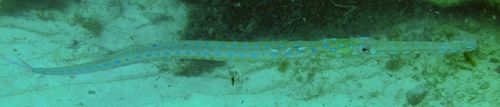 Bluespotted cornetfish (Fistularia tabacaria) — Fistulariidae — 5