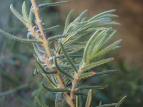 High Sillyberry (Grubbia rosmarinifolia)