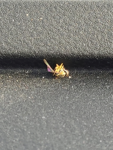 Unknown species found near Somerset County, US-ME, US