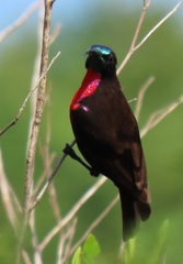 Chalcomitra senegalensis gutturalis