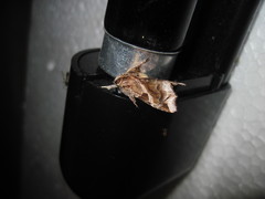 Callopistria floridensis