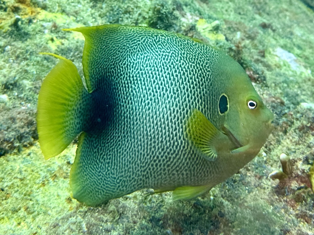 West African angelfish (Holacanthus africanus) — Pomacanthidae