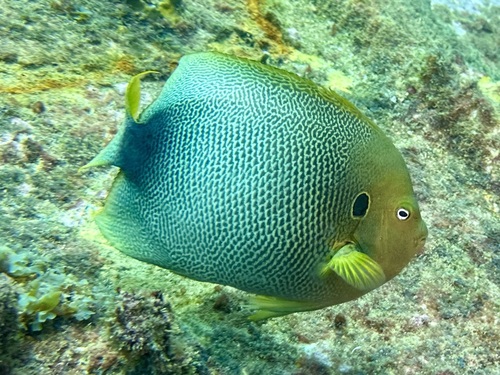 Afrikaanse keizersvis (Holacanthus africanus) — Pomacanthidae — 5