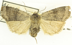 Abagrotis