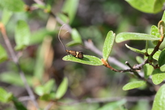 Nemophora bellela