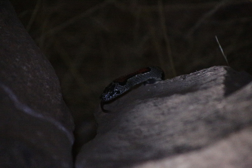 Durango Mountain Kingsnake