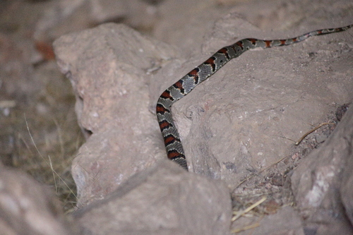 Durango Mountain Kingsnake