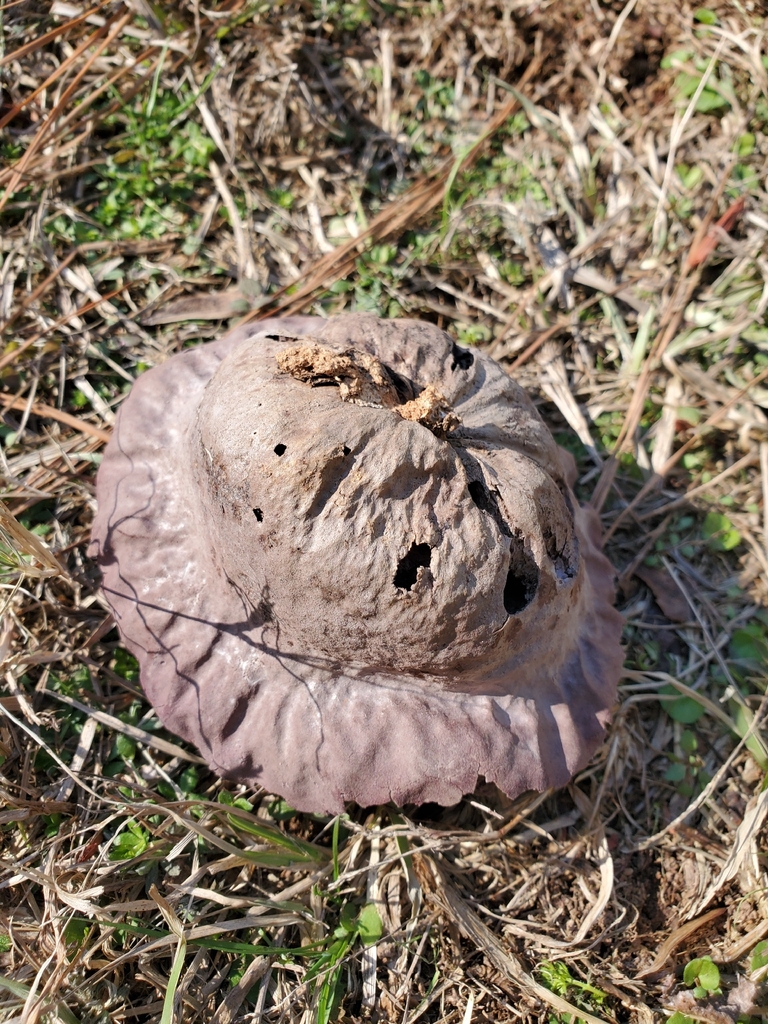 Calvatia cyathiformis · February 2026 · photo: © rrai_ga (iNaturalist, cc-by)