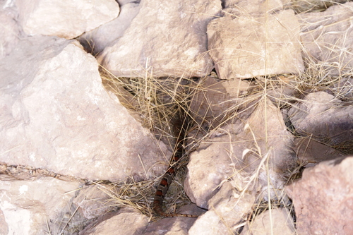 Durango Mountain Kingsnake